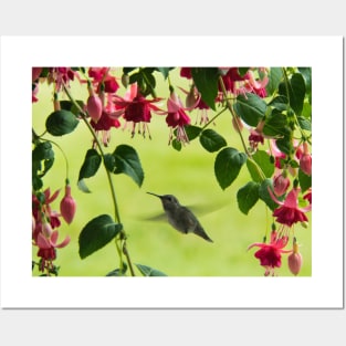 Hummingbird in Fuchsia Flowers Posters and Art